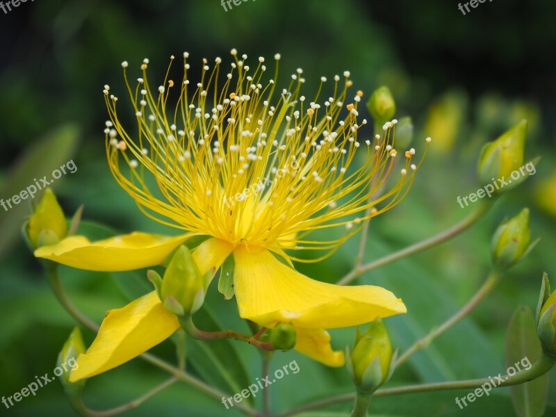 Biyouyanagi Biyoyanagi Flowers Plant Yellow Flowers