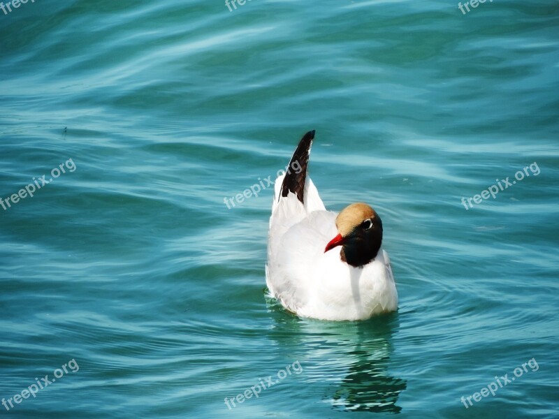 Seagull Bird Water Sea Wings