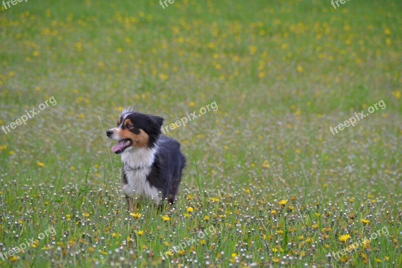 Australian Shepherd Dog Nature Schäfer Dog Pet