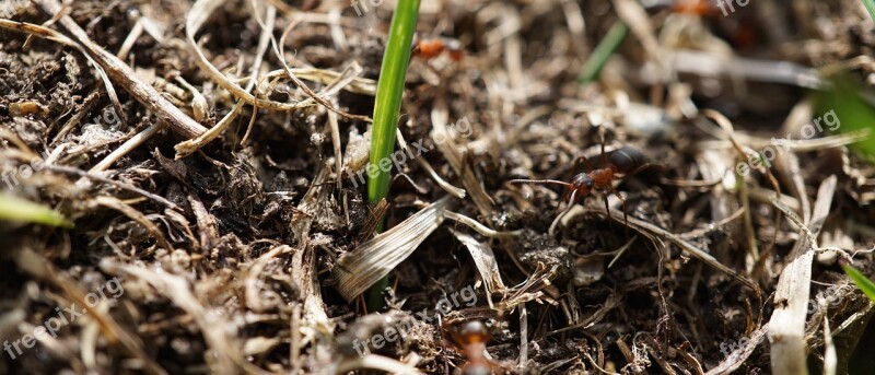 Ant Anthill Ant Hill Nature Meadow Ants