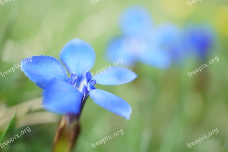 Gentian Gentiana Schusternagel Macro Blue