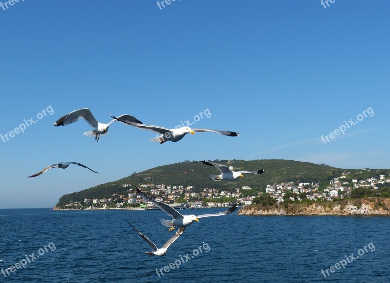 Istanbul Turkey Bosphorus Marmara Marmameer