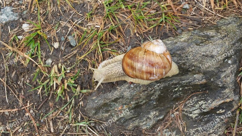 Snail Prado Alps Slow Free Photos