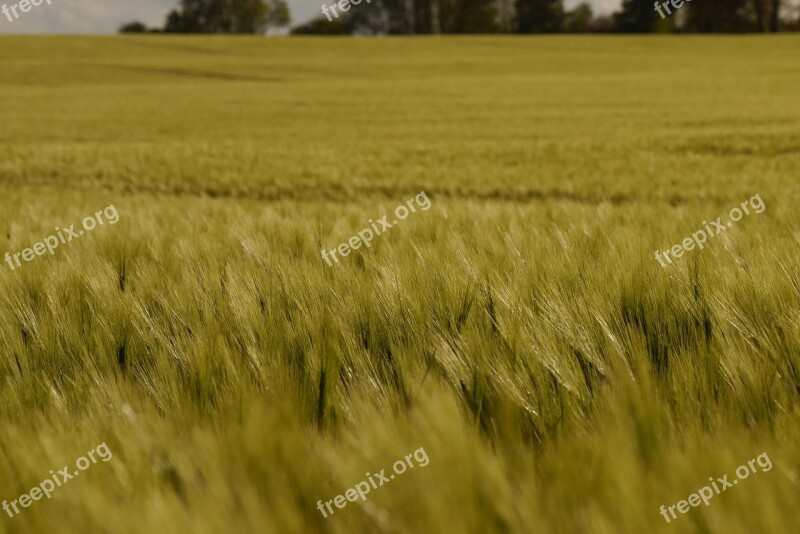 Barley Barley Field Arable Cultivation Green