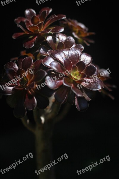 The Fleshy Plant Black Mage Black Background Free Photos