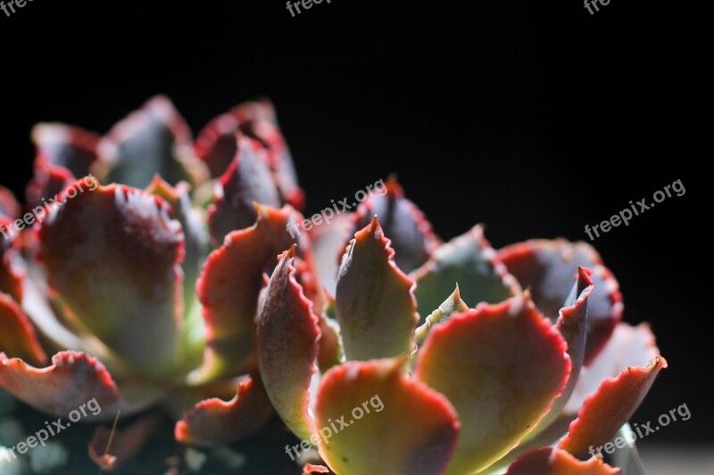 The Fleshy Plant Flower Backlighting Free Photos