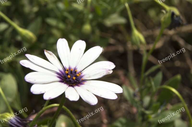 Daisy Flower Nature Spring Daisy Flower