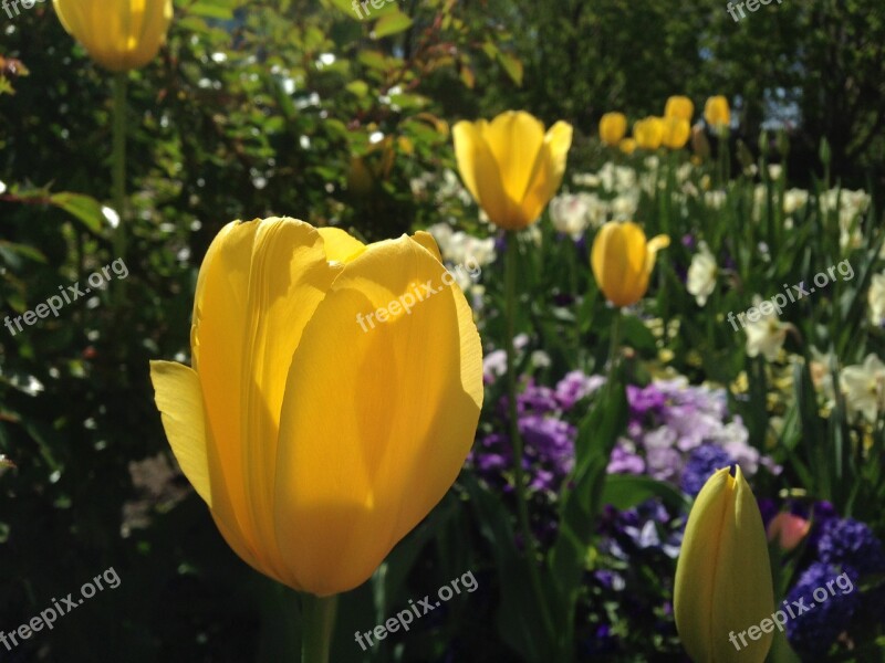 Tulips Flowers Yellow Flora Garden