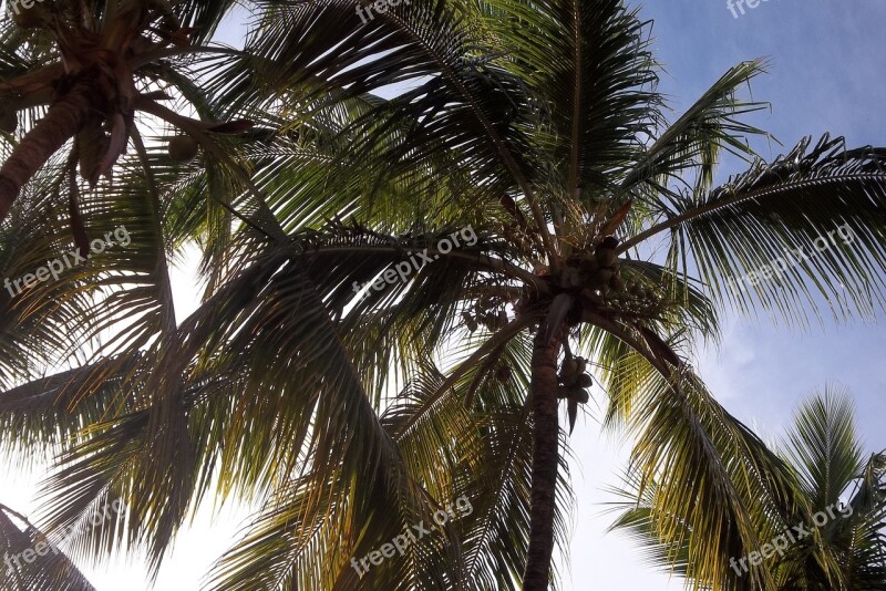 Palm Trees Green Tropical Summer Beach