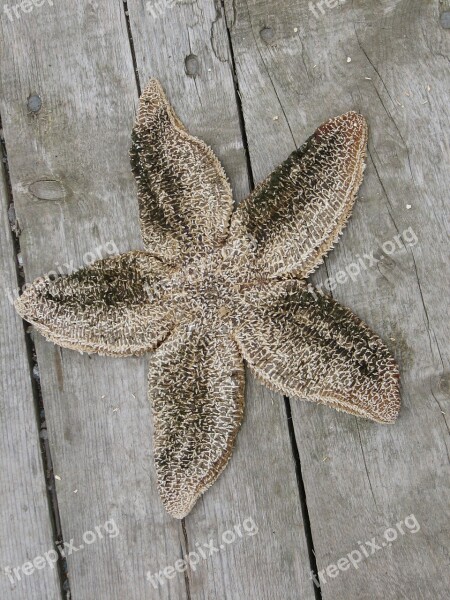 Starfish Fish Star Sea Ocean