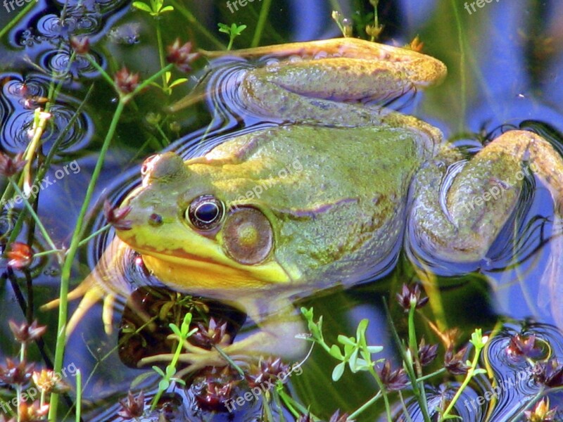 Frog Pond Amphibian Water Nature