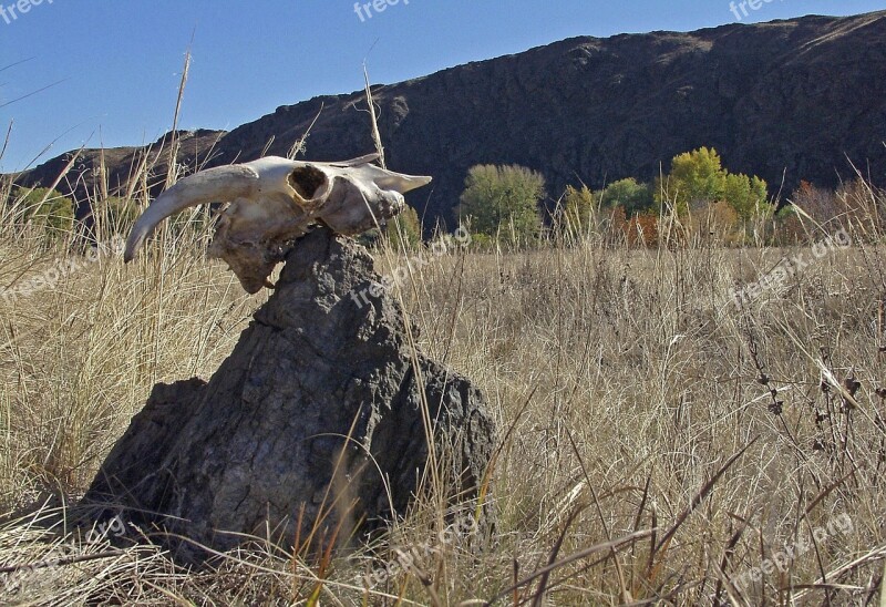 Stone Skull Steppe Culture Free Photos