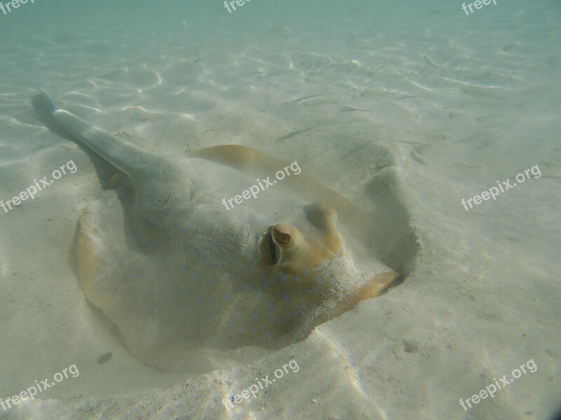 Rays Coral Bay Rays Australia Fish Marine Life