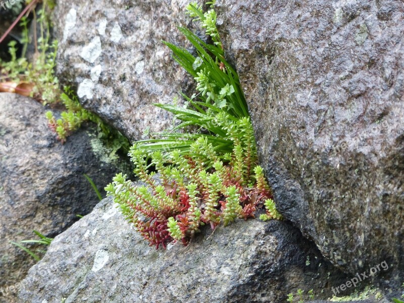 Fern Moss Stone Wall Osaka Japan