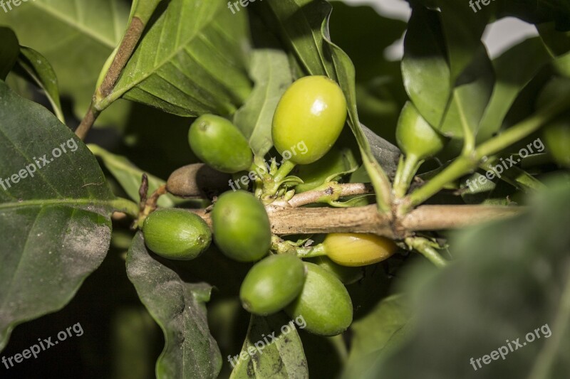 Coffee Arabica Botanica Fruit Plant