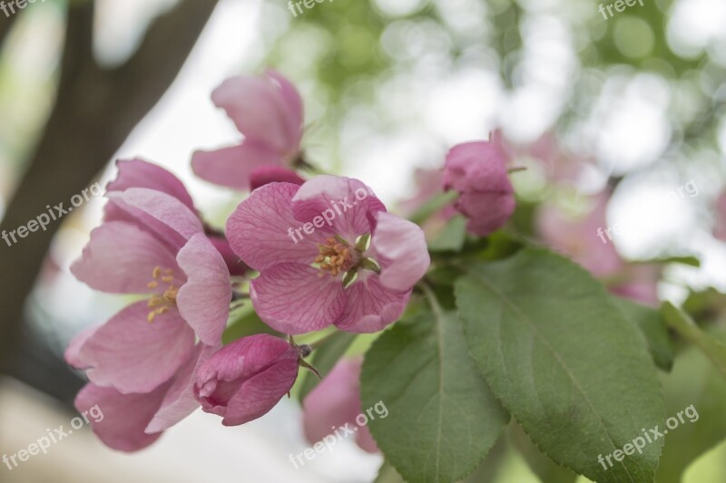 Apple Tree Flowers Bloom Spring Branch