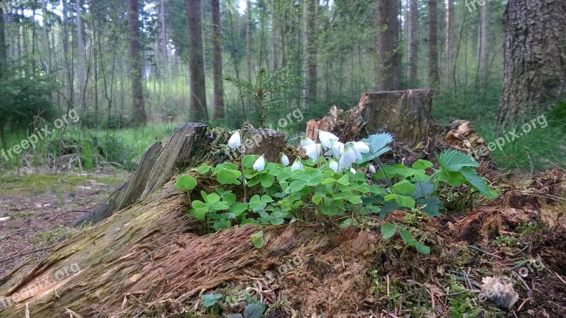 Wood Anemone Flower Root Forest Free Photos