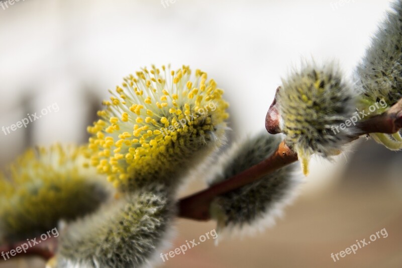 Branch Verba Spring Dissolved Bud