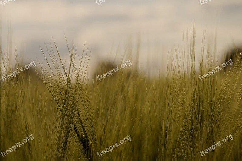 Barley Barley Field Arable Cultivation Green