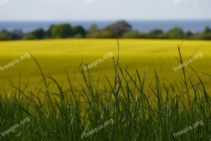 Field Of Rapeseeds Oilseed Rape Blossom Bloom Yellow