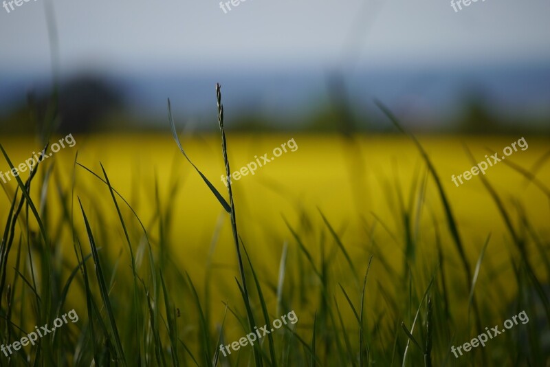 Field Of Rapeseeds Oilseed Rape Blossom Bloom Yellow