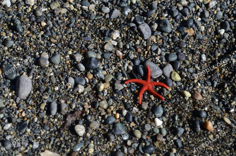 Animal Nature Starfish Wildlife Icon