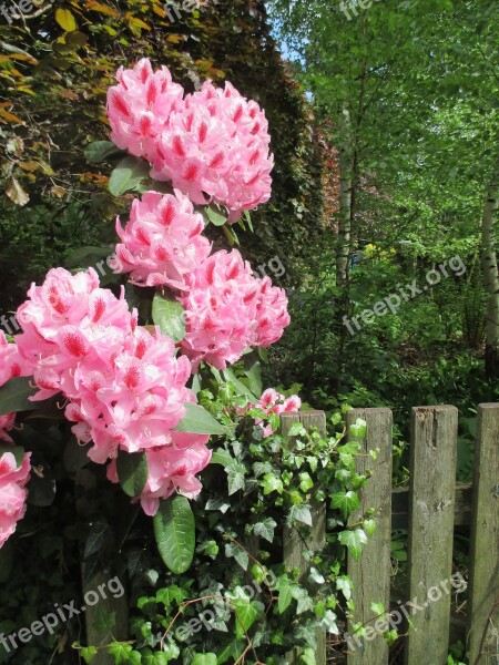 Rhododendron Paling Spring Pink Garden