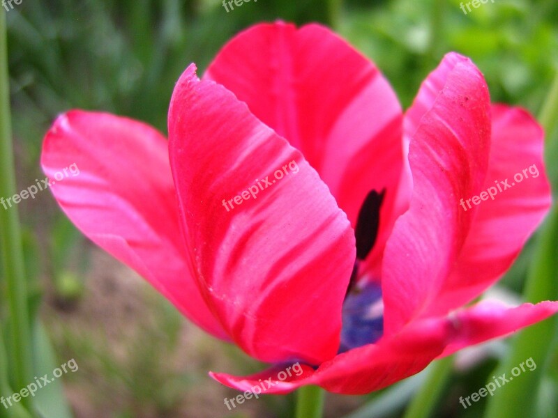 Tulip Pistil Garden Flower Spring