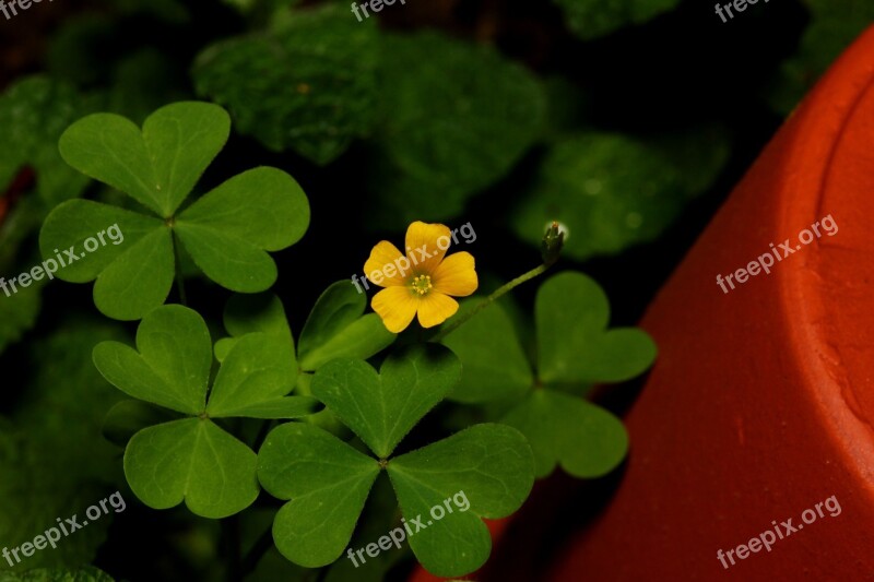 Clover Flower Pot Green Yellow