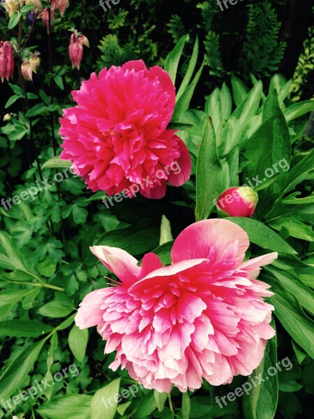 Peony Flower Plant Blossom Bloom