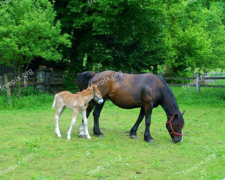 Horses Mare And Foal Animal Free Photos