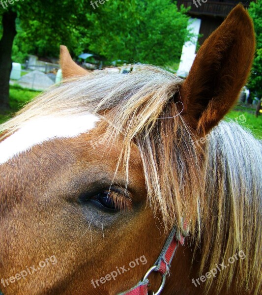 Horse's Eyes Horse Ears Mane Animal Free Photos