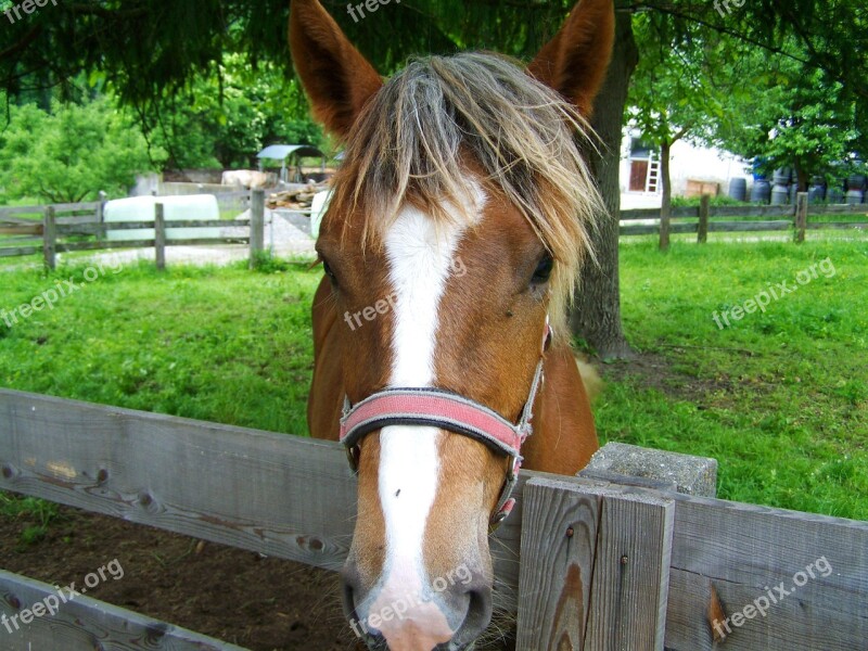 Horsehead Brown And White Animal Free Photos