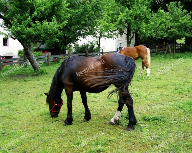 Grazing Horse Dark Brown Horse Animal Free Photos