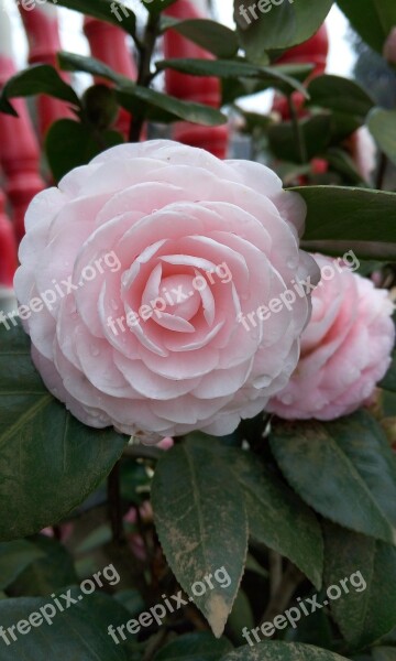 Flower Camellia Plant Material Leaf