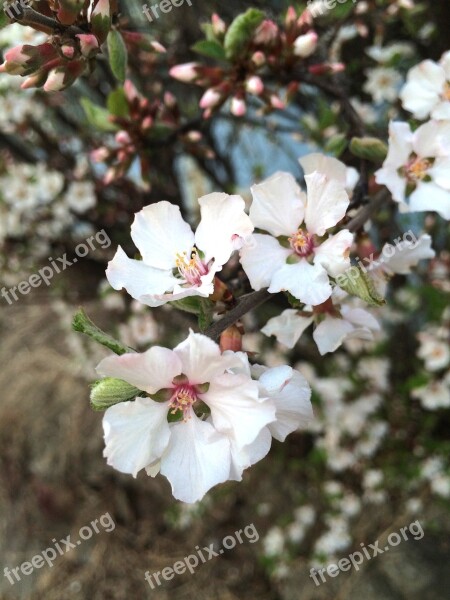 Cherry Blossom Spring Flowers Spring Flowers Nature