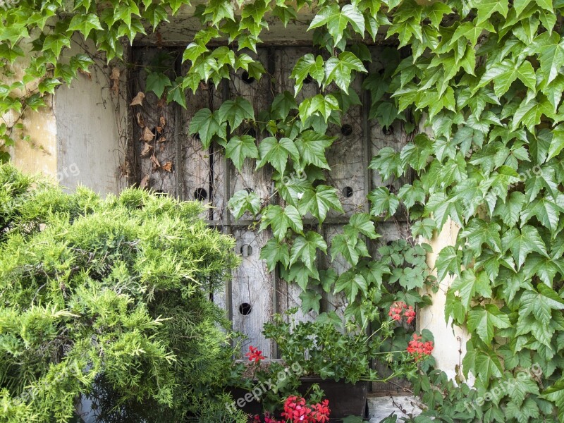 Window Ivy Wood Shop Overgrown Bressanone