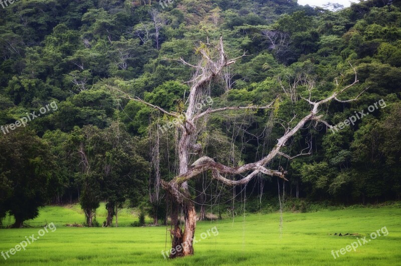 Costa Rica America Tree Environment Land