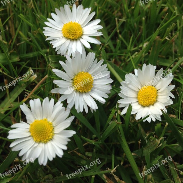 Daisy Flowers Plant Colorful Grass