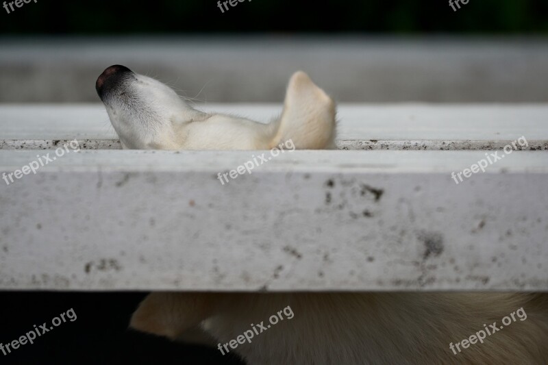 Balcony Slot Concrete Residential Development Animal