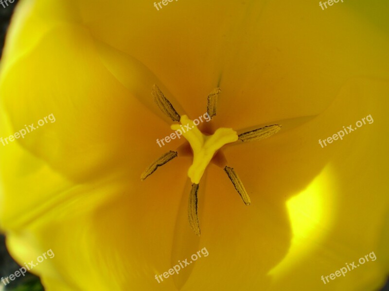 Flower Yellow Daisy Macro Nature