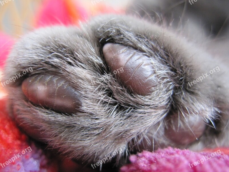 Cat's Paw Grey Carthusian Free Photos