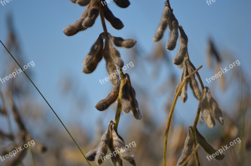 Soybean Macro Soy Agriculture Grain