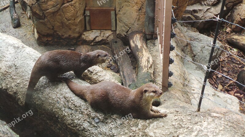 Otter Zoo Ueno Animals Wildlife