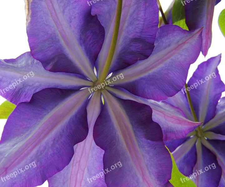 Purple Clematis Clematis Climbing Plants Free Photos