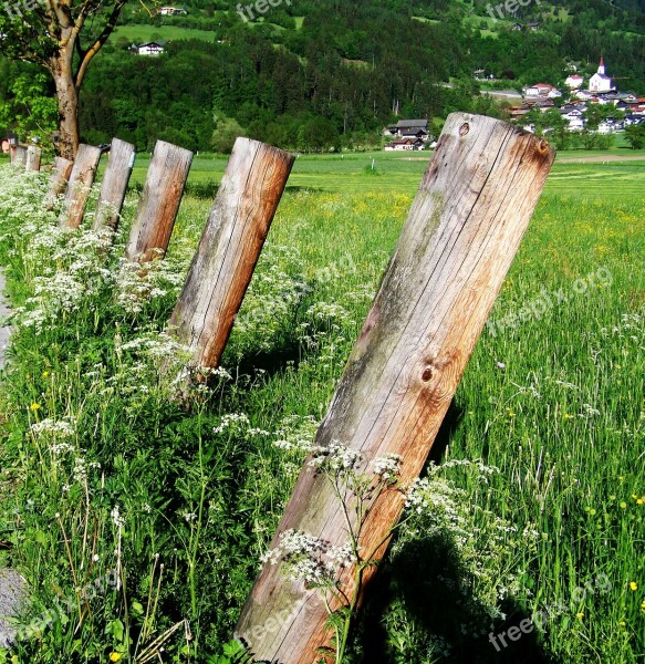 Poles Green Meadow White Wild Flowers Free Photos