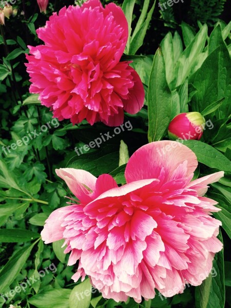 Peony Flower Plant Blossom Bloom