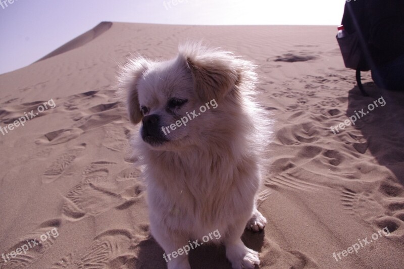 Tourism Mingsha Dunhuang Puppy Warm