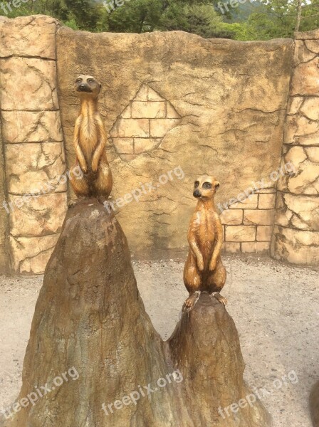 Zoo Interesting Statue Meerkat Free Photos