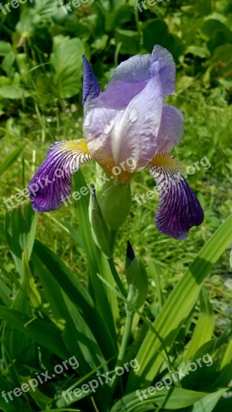 Flower Garden Spring Purple Flower Lily